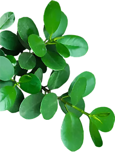 Hoja izquierda